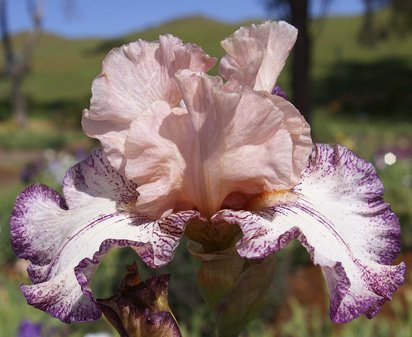 Roman Song - tall bearded Iris