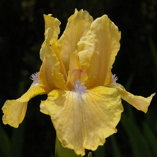 Romanita - SDB Standard Dwarf Bearded