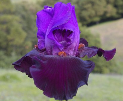 Romantic Evening - reblooming tall bearded Iris