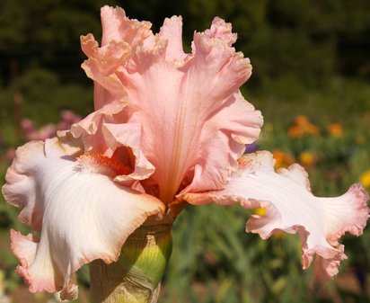 Romantic Mood - tall bearded Iris