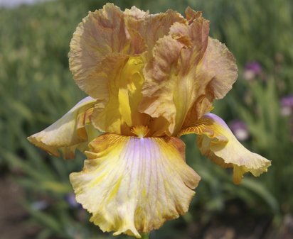 Romie Stewart - fragrant tall bearded Iris