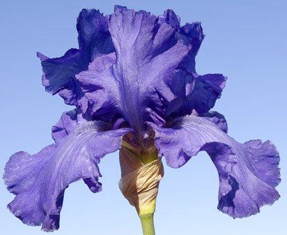 Ron - tall bearded Iris