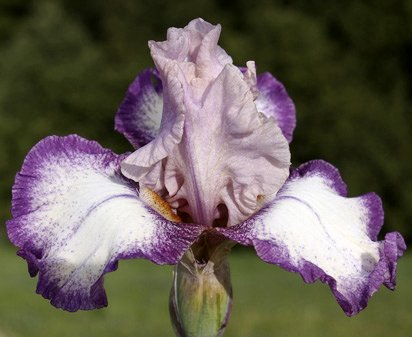 Rosy Cloud - tall bearded Iris