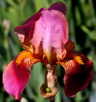 Rosy Wings - fragrant tall bearded Iris