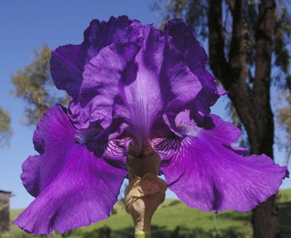 Rotunda - reblooming tall bearded Iris