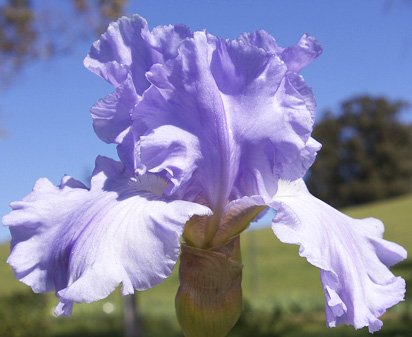 Rowella - tall bearded Iris