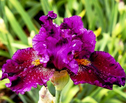 Royal Family - tall bearded Iris