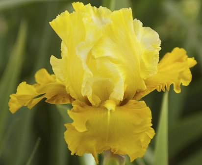 Royal Honey - Tall bearded Iris
