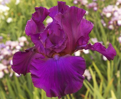 Royal Kingdom - tall bearded Iris
