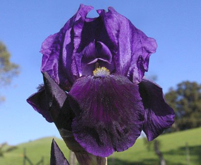 Royal Knight - reblooming Intermediate bearded Iris