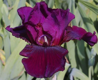 Royal Premiere - tall bearded Iris