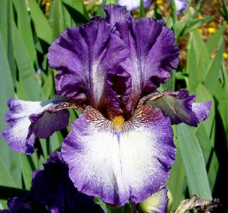 Royal Slippers - tall bearded Iris