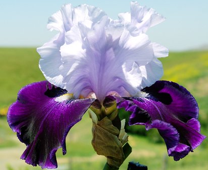 Royal Storm - reblooming tall bearded Iris