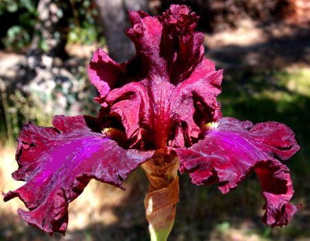 Ruby Red Dress - fragrant tall bearded Iris