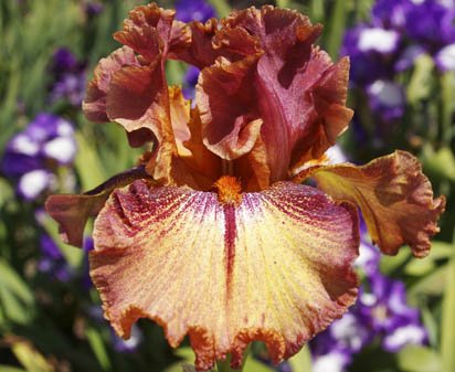 Ruffled Copper Sunset - tall bearded Iris