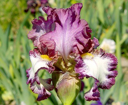 Rumbleseat - reblooming tall bearded Iris