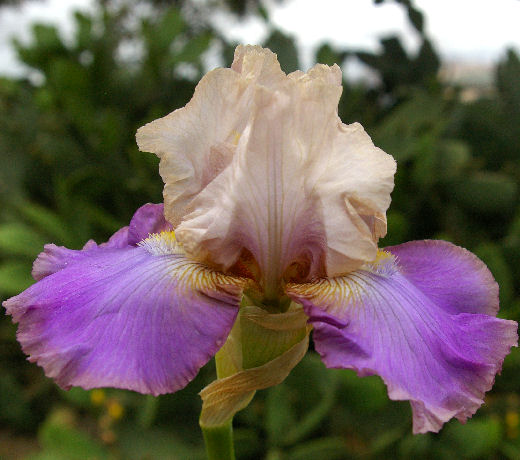 Rupaul - tall bearded Iris