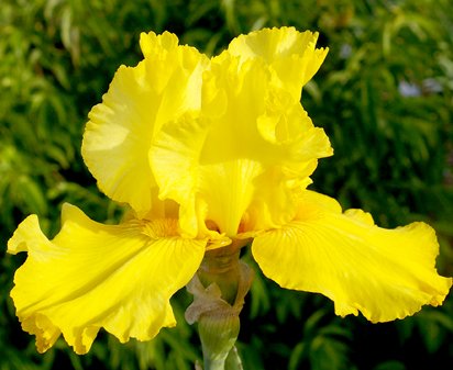 Rush Hour - fragrant tall bearded Iris