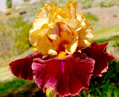 Rustic Royalty - tall bearded Iris