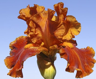 Rustler - fragrant reblooming tall bearded Iris