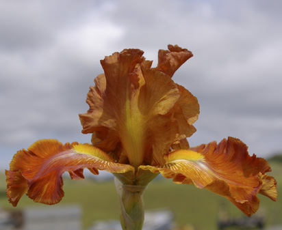 Rusty Magnificence - tall bearded Iris