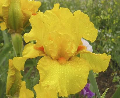 Saffron Flame - tall bearded Iris
