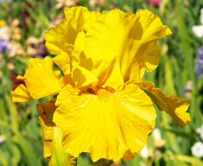 Saharan Sun - reblooming tall bearded Iris