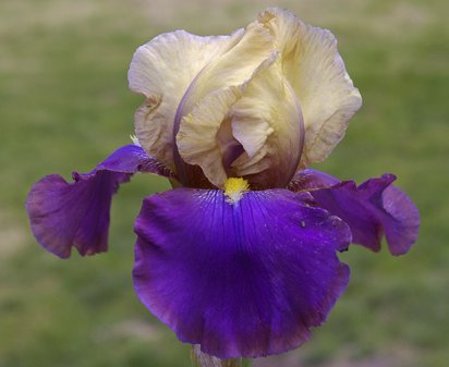 Sail Master - tall bearded Iris