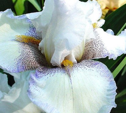 Salt and Pepper - tall bearded Iris