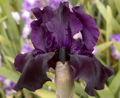 Sambuca - fragrant tall bearded Iris