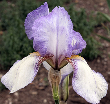 San Francisco - tall bearded Iris