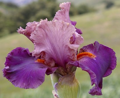 San Miguel - tall bearded Iris