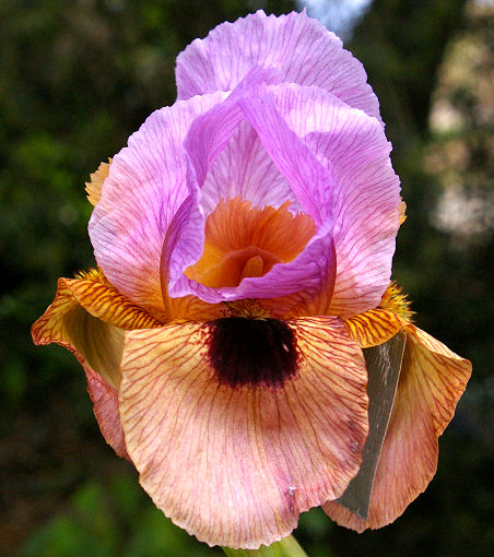 Sandy Lover - Arilbred Iris