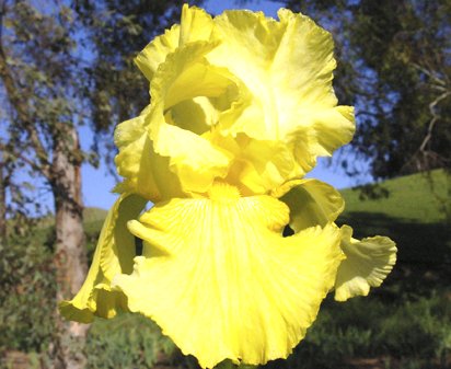Sarah's Laughter - reblooming tall bearded Iris