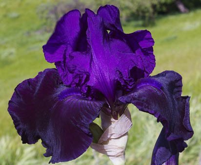 Satin Satan - fragrant tall bearded Iris