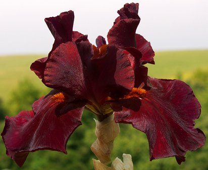 Saturday Night Live - fragrant tall bearded Iris