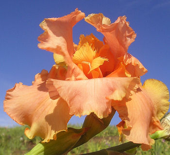 Savannah Sunset - reblooming tall bearded Iris