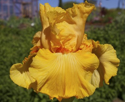 Savannah - fragrant tall bearded Iris