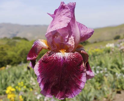 Scarlet Embers - tall bearded Iris