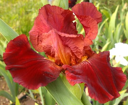 Scarlet O'Harlett - tall bearded Iris