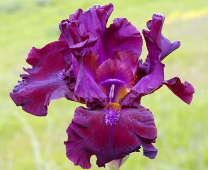 Schortman's Garnet Ruffles - tall bearded Iris