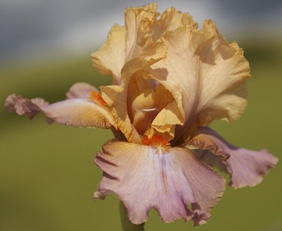 Schubertiad - fragrant tall bearded Iris