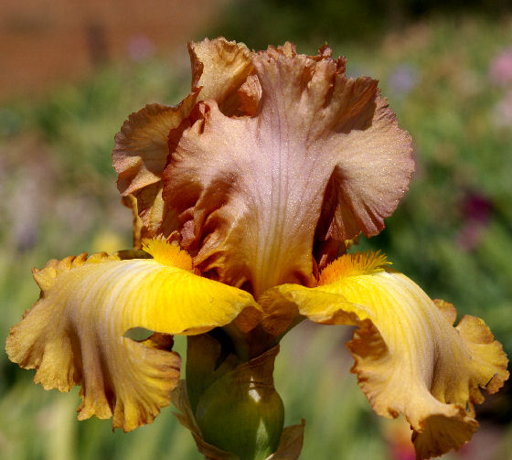 Scotch Blend - tall bearded Iris