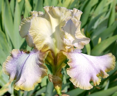 Scotland Yard - Tall bearded Iris
