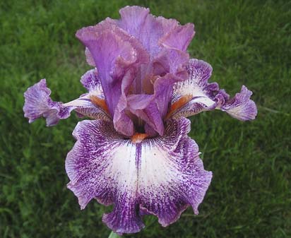 Screen Play - tall bearded Iris