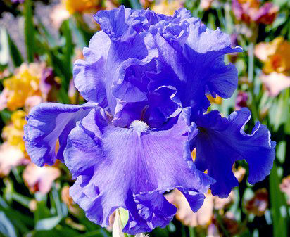 Sea Power - fragrant tall bearded Iris