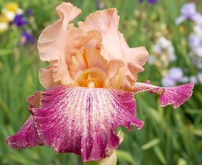 Secret Melody - tall bearded Iris