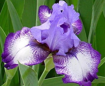 Secret World - tall bearded Iris