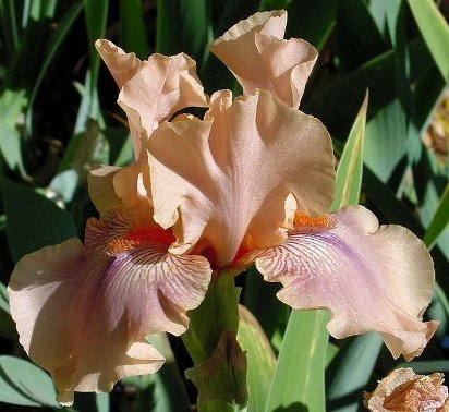 Sedona Sunset - reblooming tall bearded Iris