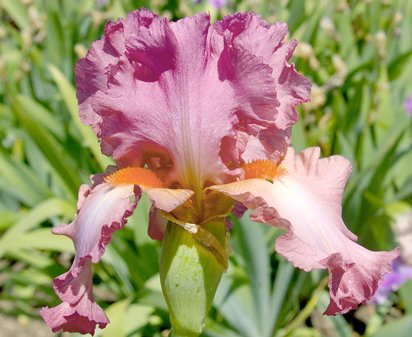 Seize the Sizzle - tall bearded Iris